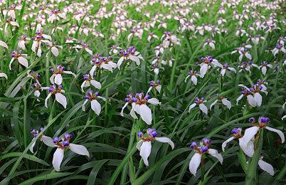 《绝区零》星见雅角色PV | 虚狩诞生之日